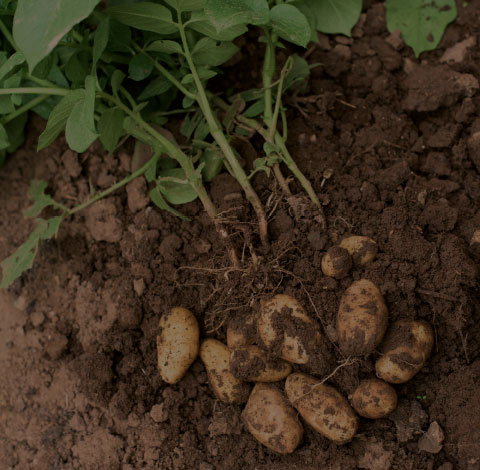 BioArt - Fried Snacks