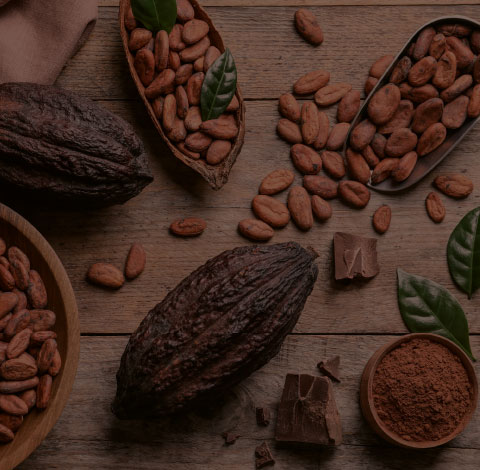 BioArt - Schokoladen